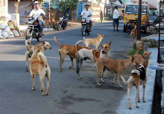 Pakistan relies on India for anti-rabies