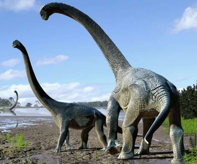 sauropod 