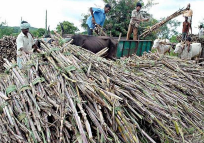 sugarcane farmers