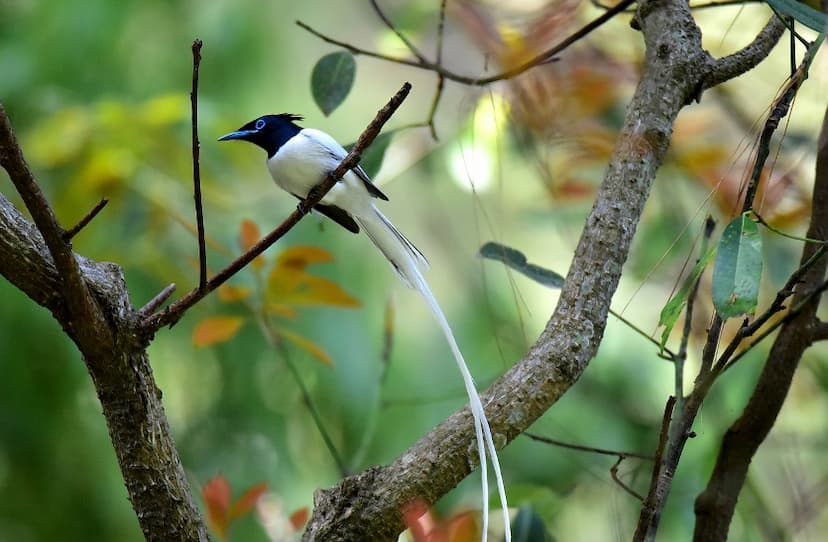 दूधराज : मादा से ज्यादा शर्मीला होता है नर पक्षी