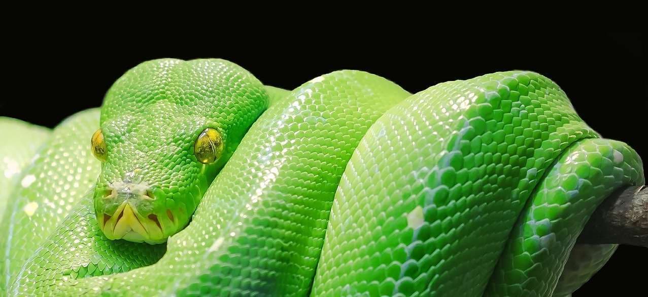 green_python-m.jpg