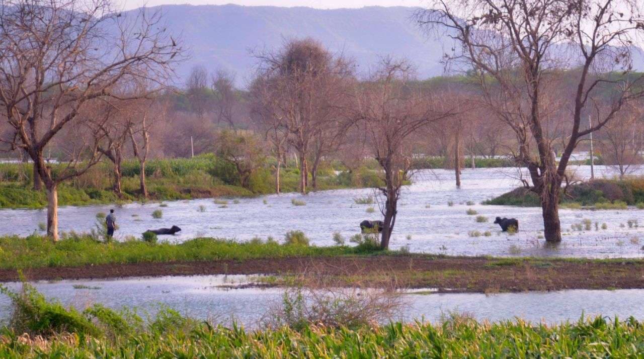 Narmada above danger mark