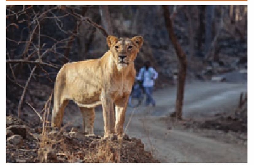 Asiatic Lions: वर्षों से है मालधारी और शेरों का सह-असित्तव, रहते हैं एक परिवार की तरह