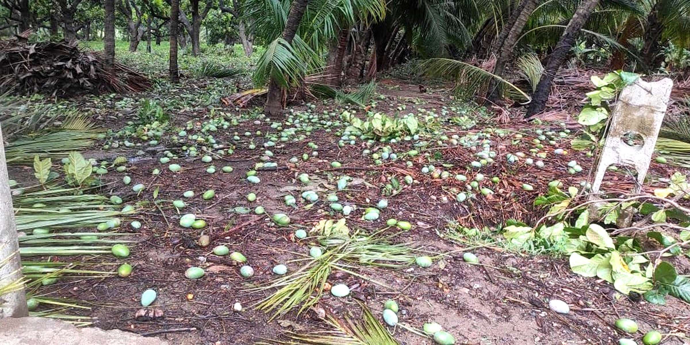 kesar Mangoes 1