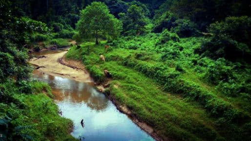 Assam gets seventh National park dehing patkai 