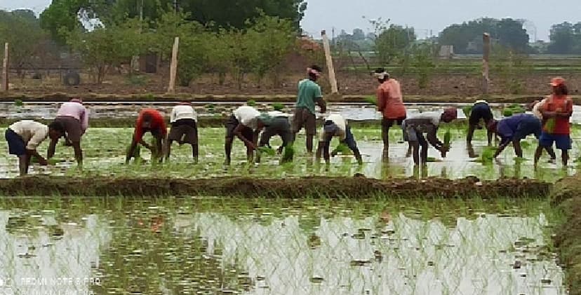 जिले में बारिश की आस में बैठे किसानों को तरसा रहे बादल