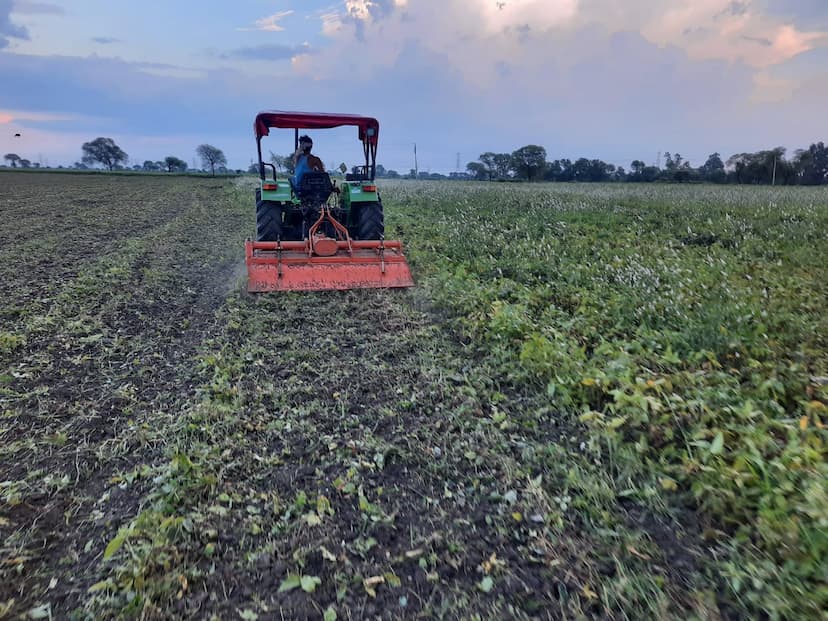 Now the farmers started shaking the standing soybean crop