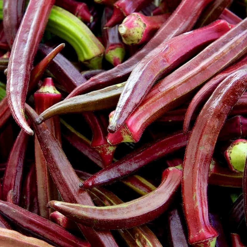 Benefits of Red Lady Finger: लाल भिंडी आपकी सेहत का ख्याल रखती है जिसके फायदे जानकर आप भी हैरान हो जाएंगे