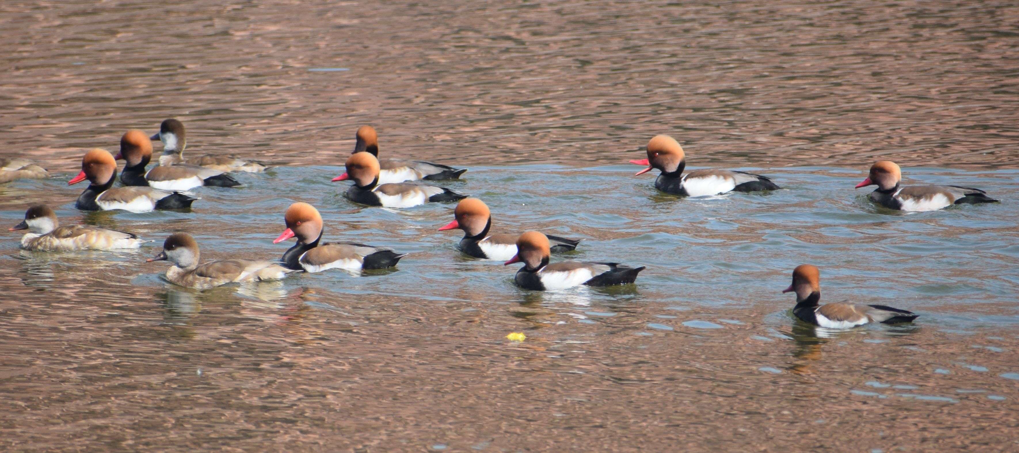 European bird Pochard's camp in Machkund lake in February also...view photos