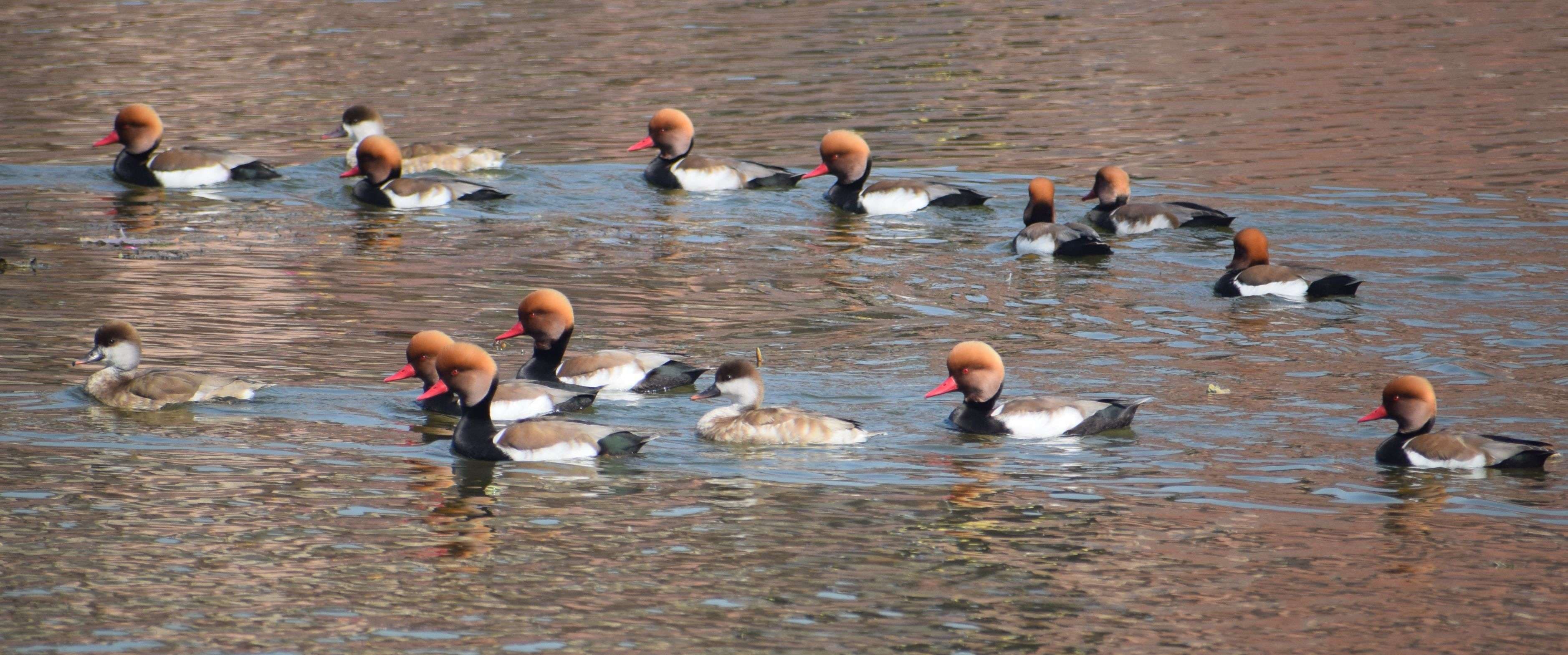 European bird Pochard's camp in Machkund lake in February also...view photos