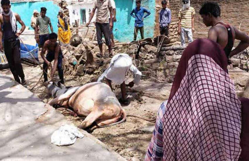 Cow removed with the help of villagers.