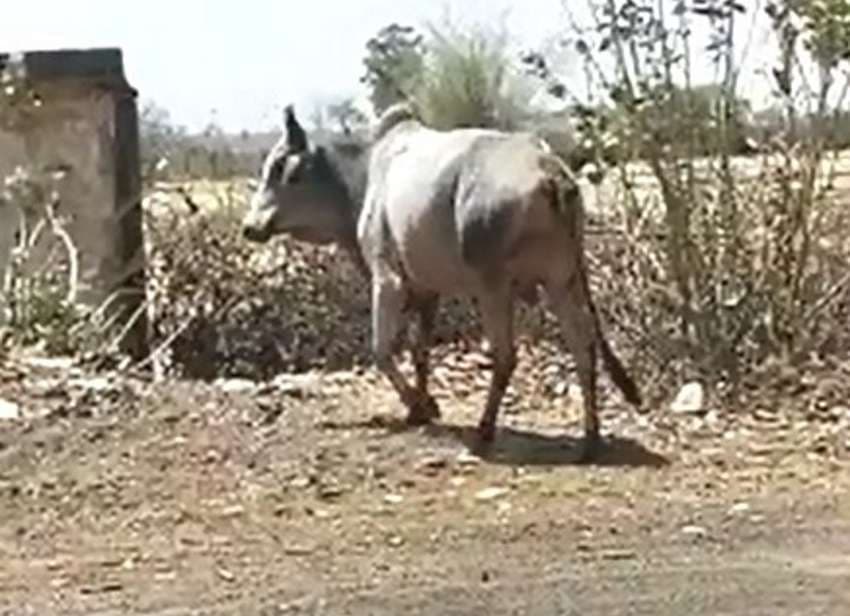 A cow running as soon as she opened the rope.