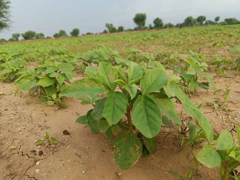 Guar cultivation in the Nagaur district doubled from the target