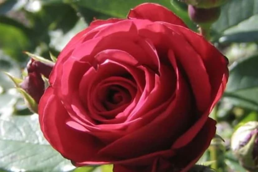 Optical Illusion Can Find The Hidden Dalphin In This Red Rose In 10 Seconds