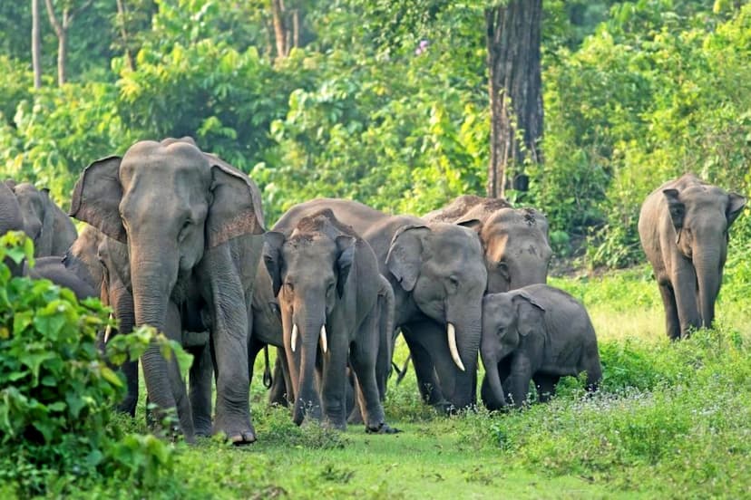 Wild elephant reached in Gondia in Maharashtra