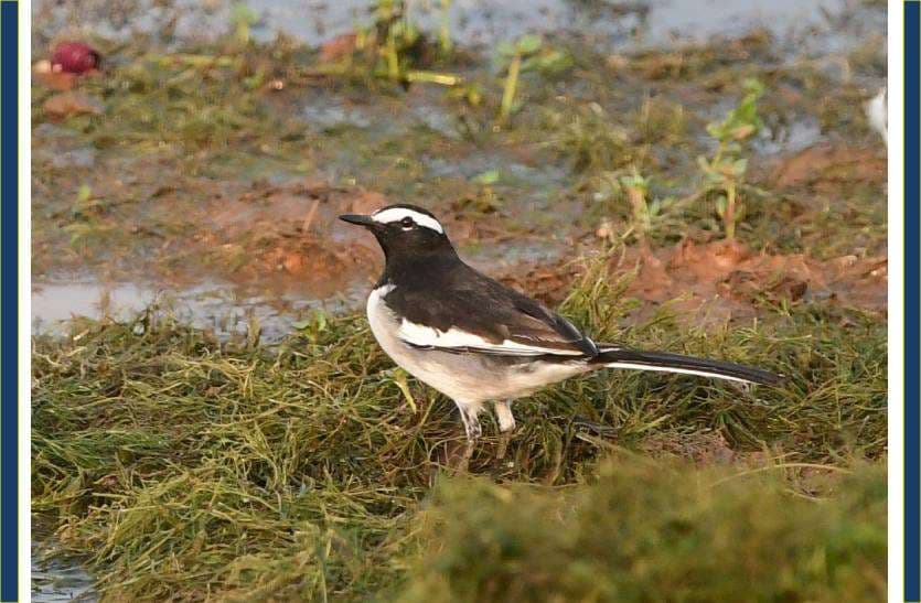 migrated birds reached in bhopal upper lake, photo gallery