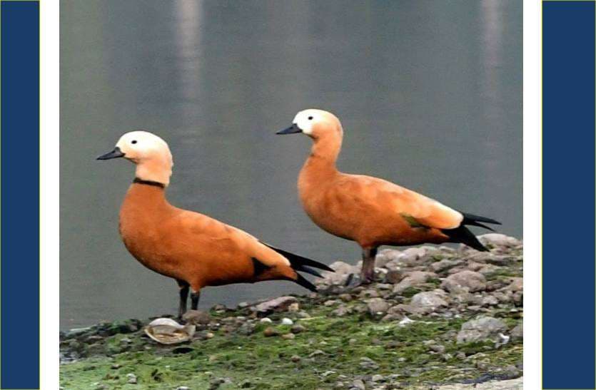 migrated birds reached in bhopal upper lake, photo gallery