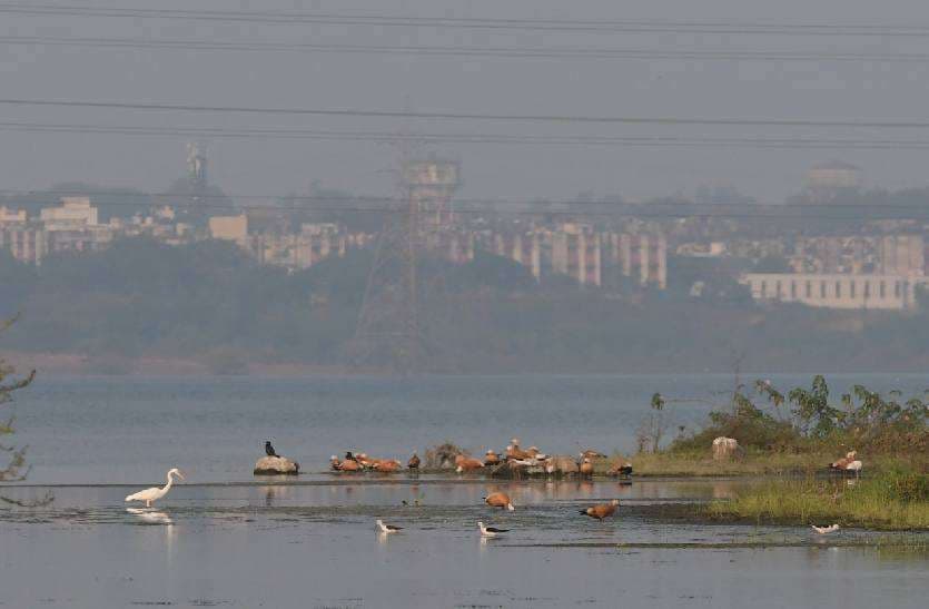 migrated birds reached in bhopal upper lake, photo gallery