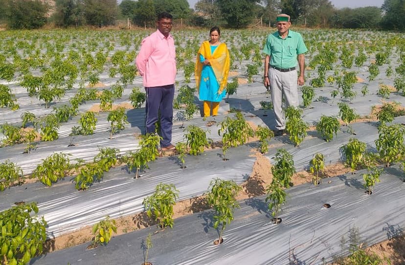 farming_in_jhunjhunu.jpg