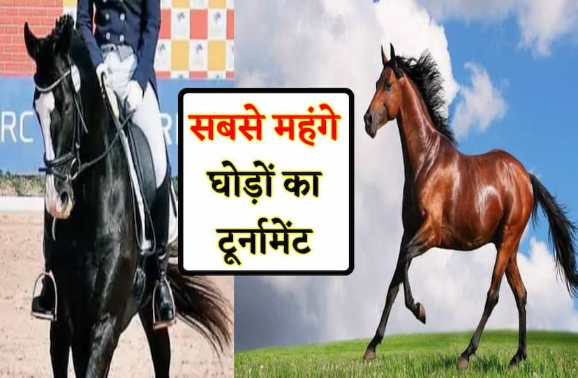 भोपाल में आए 90 लाख रुपए तक के 215 घोड़े, 12 दिसंबर से होगा नेशनल टूर्नामेंट