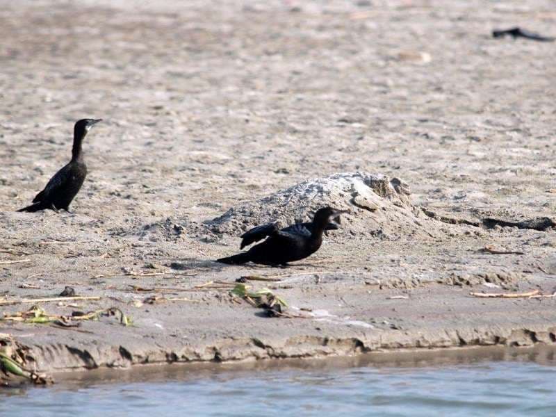 Haiderpur wetland photo