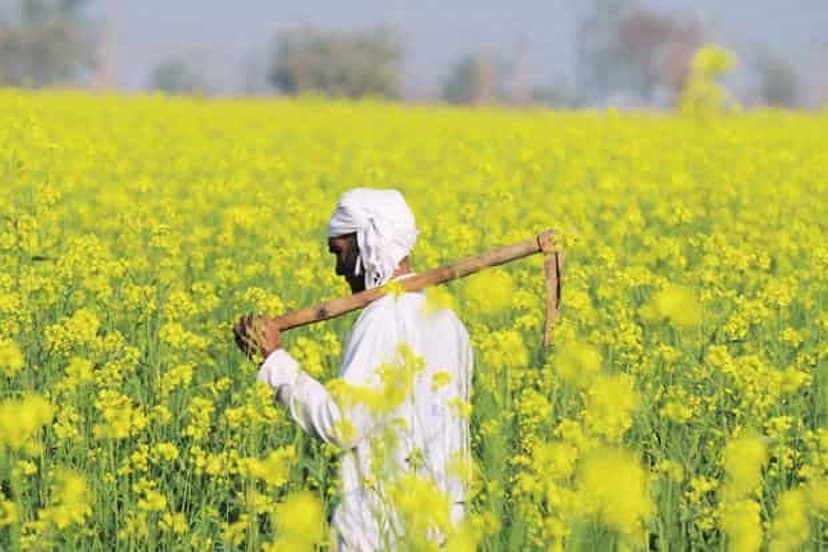 सरसों उत्पादन बढ़ने से ही कम हो सकती है खाने के तेल की किल्लत