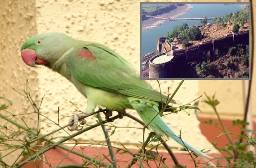 Gangroni Parrot, Forest Department, Jhalawar News, Gangron Fort, Parrot's resettlement, parrot imitating human voice,