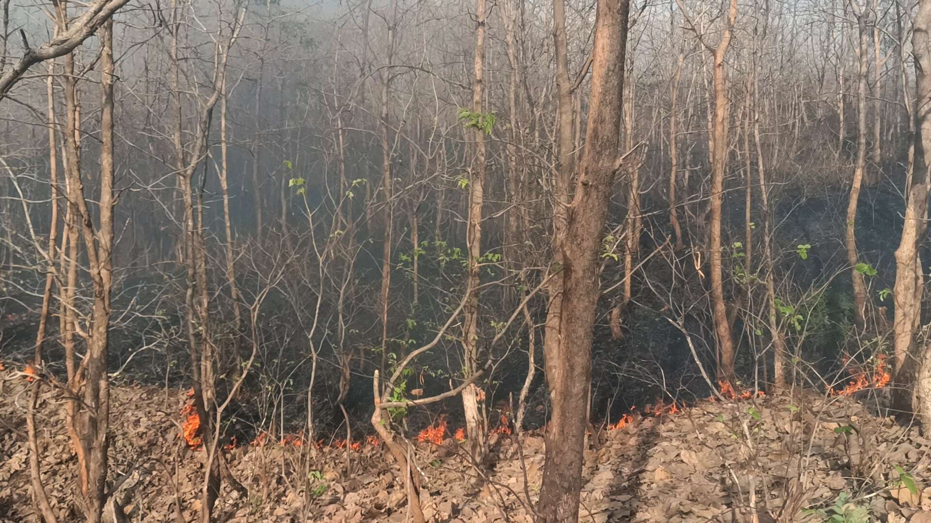 बांसवाड़ा. शुक्रवार दोपहर बांसवाड़ा-प्रतापगढ हाइवे के हिलेज वन क्षेत्र में आग लग गई। करीब दो किमी तक आग की लपटें उठती देखी गई। इससे कई क्षेत्र में पेड़ों एवं जानवरों के नुकसान की आशंका जताई जा रही है।