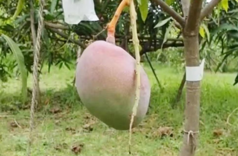 jabalpur_mango.png