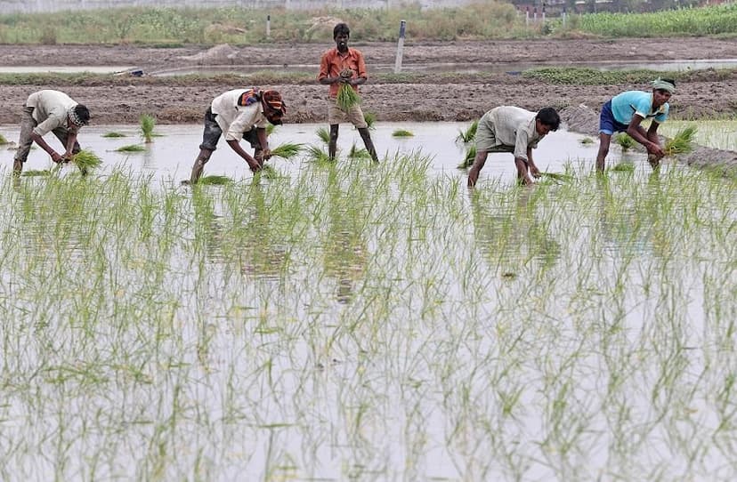 Rice Price: दाल के बाद अब चावल की महंगाई ने बढ़ाई आम आदमी चिंता