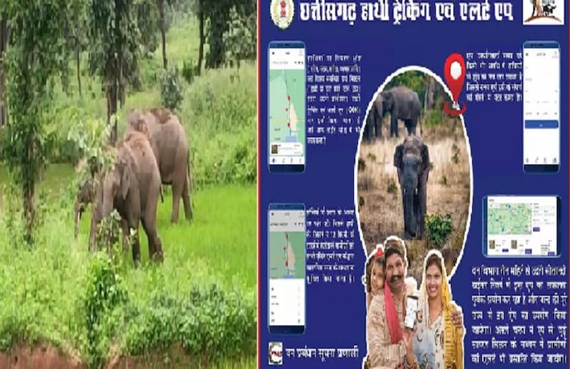 This special app launched in cg, will know the movement of elephants