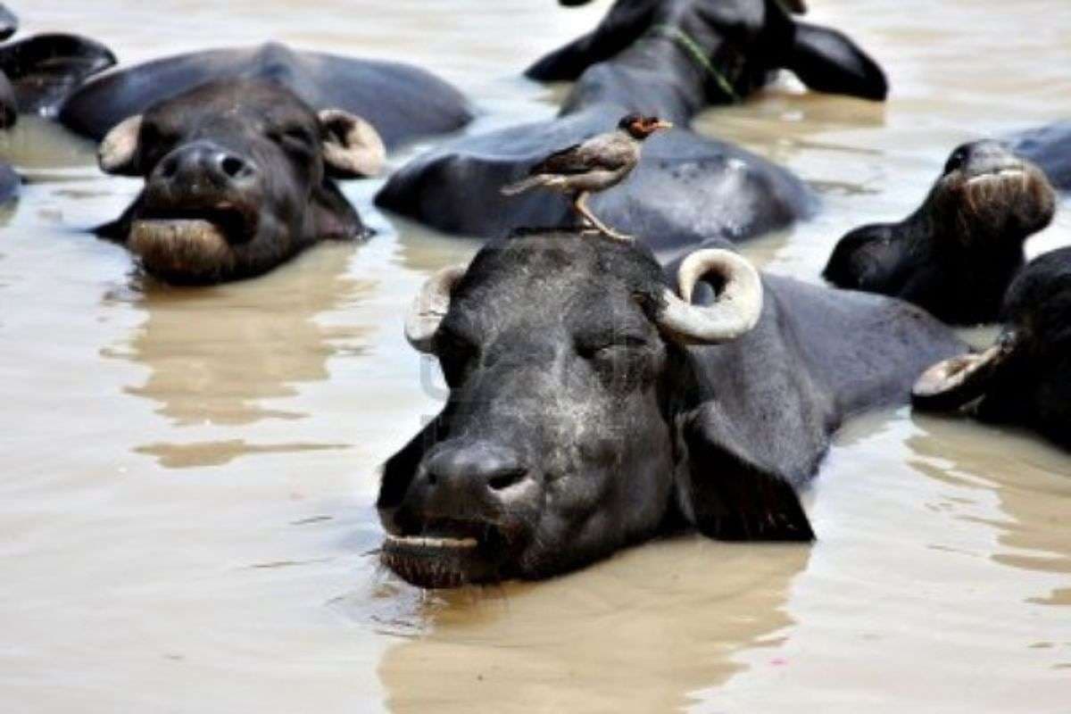 Weather very hot rain alert issued in UP