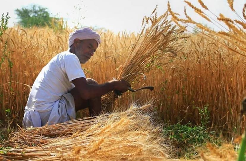 एमएसपी बढ़ाने से नहीं, समय पर फसलों की खरीद से किसानों को मिलेगी राहत