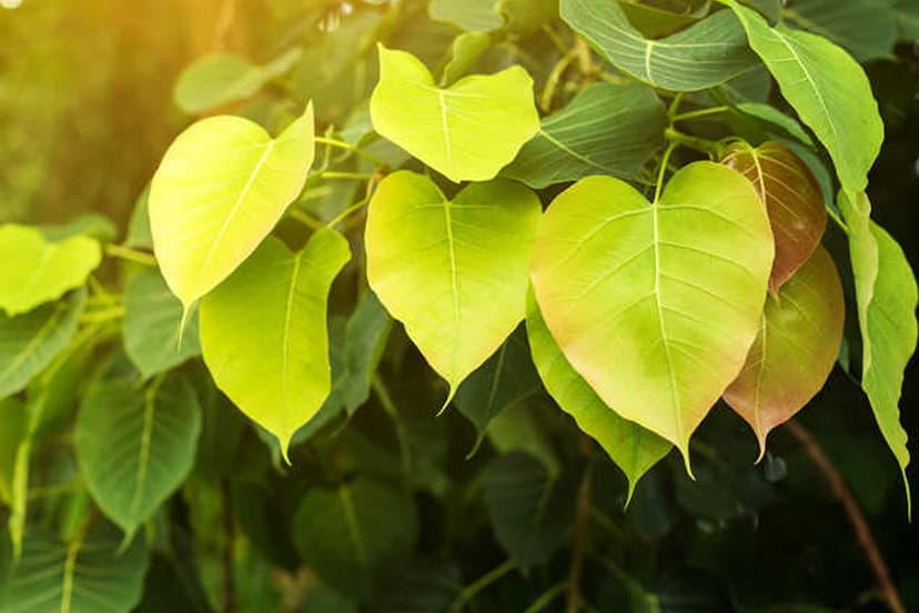 benefits of peepal leaves