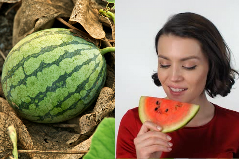 pick_a_good_watermelon.png