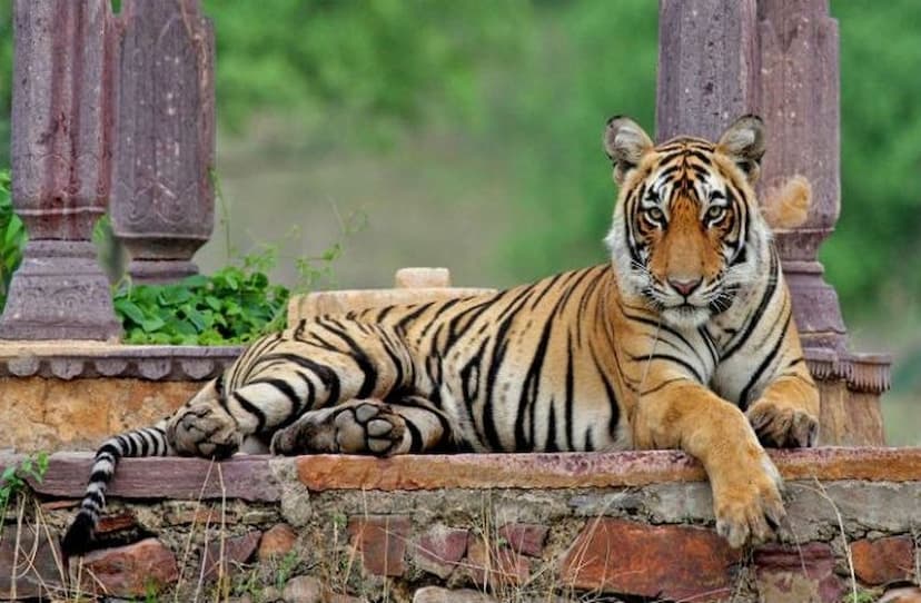 ranthambhore