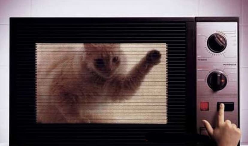 cat_in_microwave_1.jpg