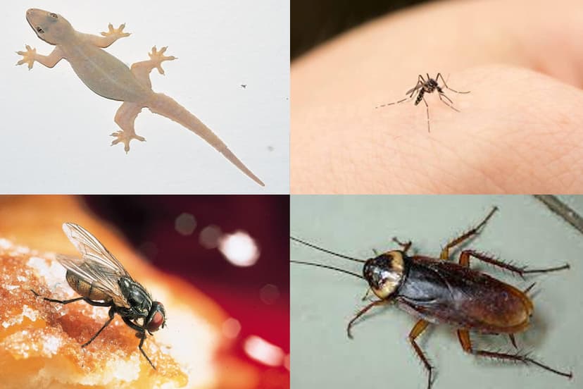 lizard_cockroach_mosquito_fly_prevention_tips.jpg