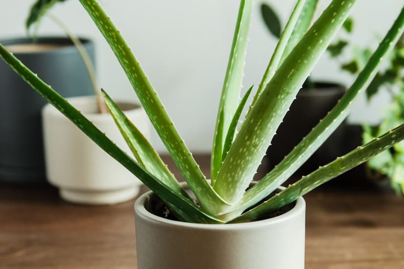 aloe_vera_plant_at_home.jpg