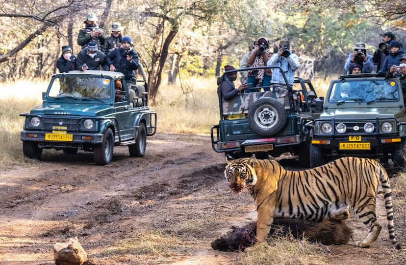 tiger safari