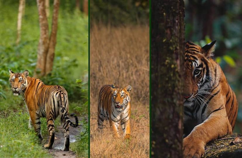 tiger_liked_forest_of_madhyapradesh_know_how.jpg