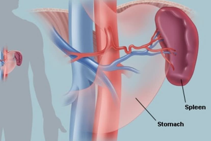 problem-of-growing-spleen.jpg