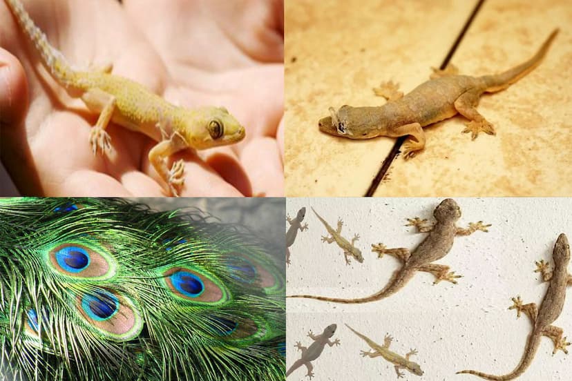 lizards-prevention-tips.jpg