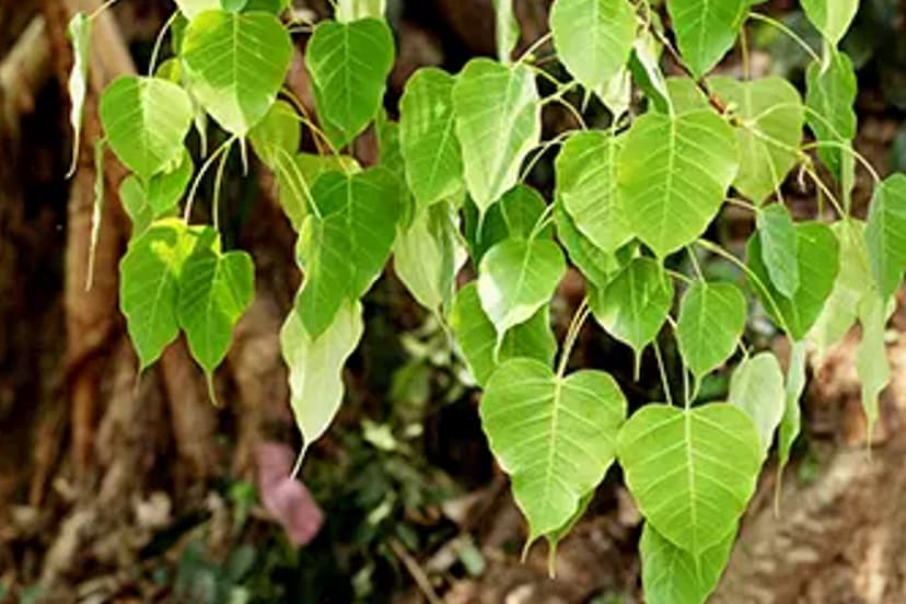 peepal bark benefits