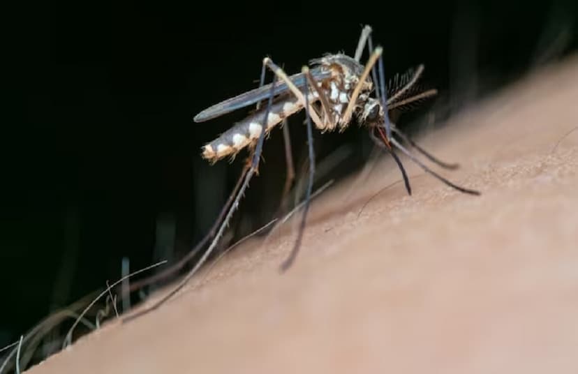 Health Alert : नहीं थम रहा डेंगू का प्रकोप, अब रोकथाम के लिए corona की तरह कंटेनमेंट जोन बना कर  किया जएगा कंट्रोल