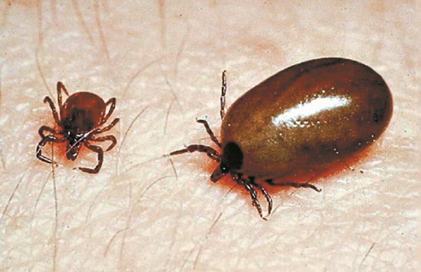 Scrub typhus disease caused by insect bite