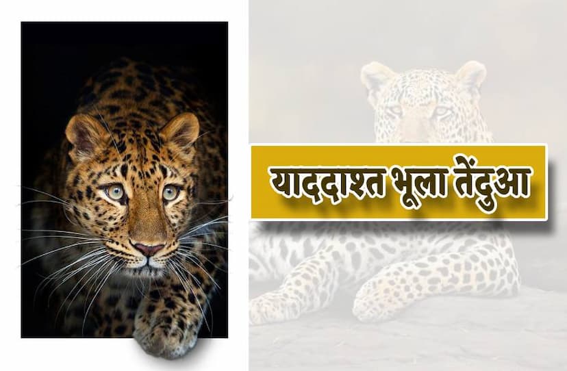 shocking_video_viral_of_a_leopard__of_dewas_madhya_pradesh.jpg