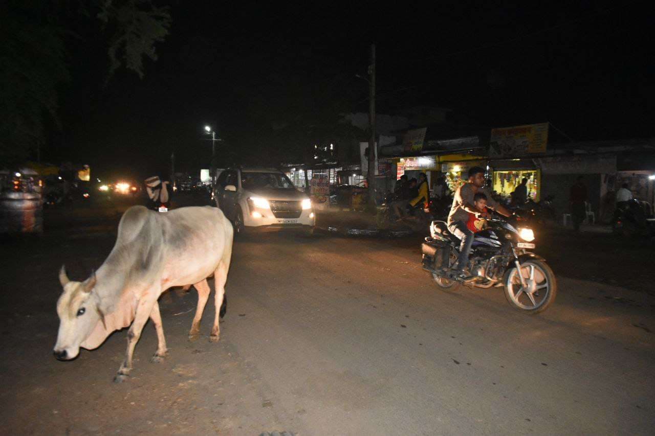 रात में चक्कर रोड से सतरस्ते तक 250 से ज्यादा मवेशी बीच सड़क पर बैठे मिले