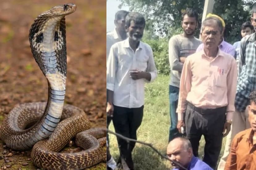 Cobra snake bite 2 children died Father rejected Tehsildar help in Lalganj Rae Bareli