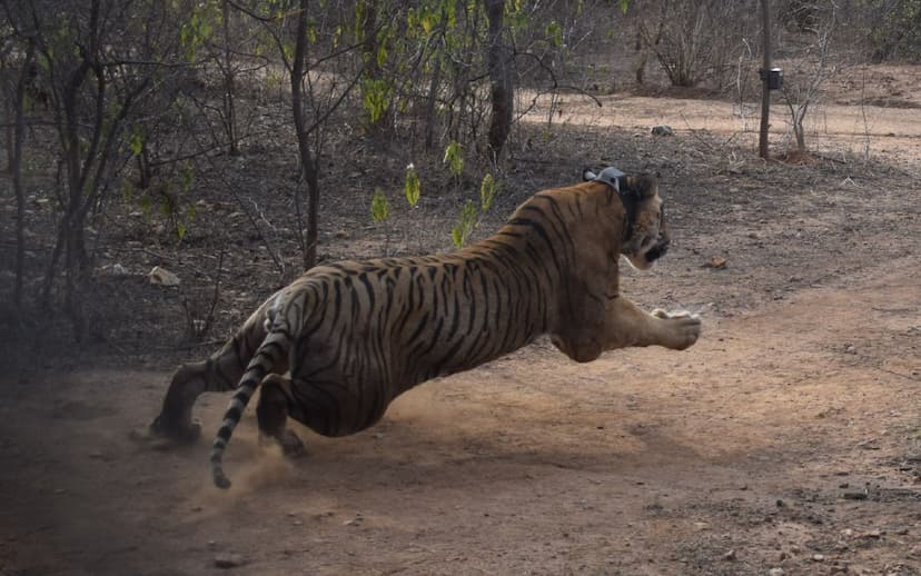  Tourists will have to wait to visit the Tiger Reserve